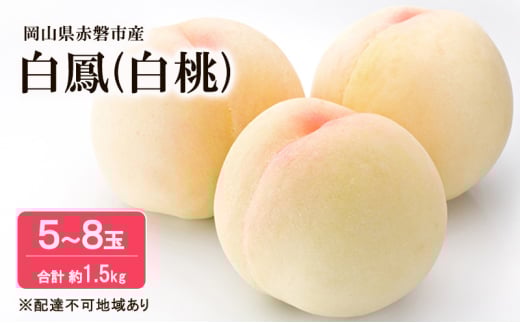 yRԔ֎sz 2026N s\  P 1.5kg 5`8 t[c ʕ R Ԕ֎sY