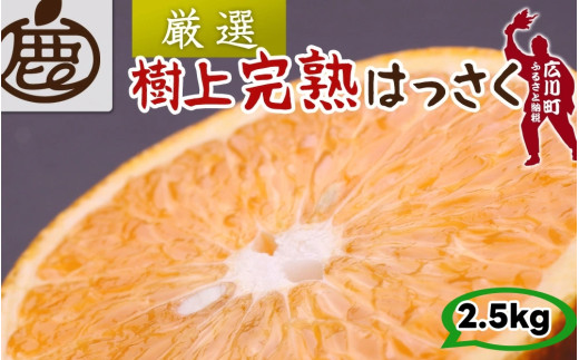 【和歌山県広川町】樹上 完熟 はっさく 2.5kg+250g 厳選 光センサー / 八朔 高級 木なり 甘い 和歌山 有田 柑橘 ※4月上旬?5月上旬に順次発送 ※北海道・沖縄・離島への配送不可 【ikd022-p-2d5】