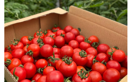 y茧ދnzg}g ~jg}g y_Ƃz~jg}g GRXC[g 2.0kg [̂[΂̗ 茧 ދn hs42bag570000] g}g ~jg}g GRXC[g Â