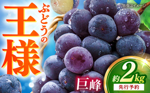 y茧呺szys\F2026N8{菇\z  킠 2kg / Ԃǂ  t[c / 呺s / ނ疲t@[VV [ACAA380]