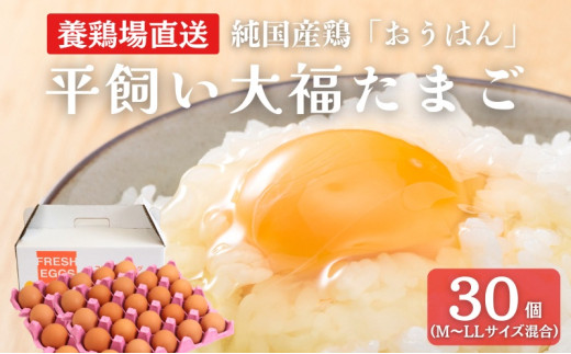 ys{Osz[5334-0504]Yn 啟܂ 30