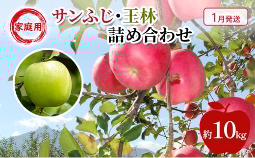 yXߓcz[5554-0224] y 1 z ƒp Tӂ E  lߍ킹  10kg