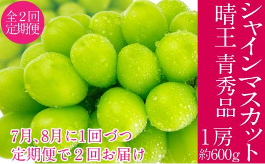 �y���R���ʖ�s�z2026�N�\���t���y2�����ցz�V���C���}�X�J�b�g ���� 7��8����1��Âo��  1�[ ��600g  �l�C ���R���Y �햳�� �炲�ƐH�ׂ� �݂��݂�����  �t���b�V�� ����̍� �������