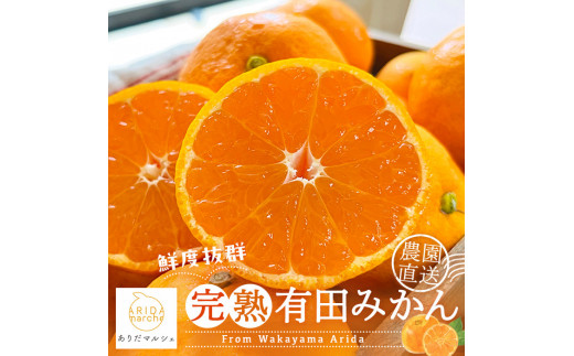 農家直送 完熟 有田みかん 3kg［先行予約 2026年11月発送］［MS10-1 
