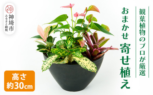 オリジナルアレンジ観葉植物 Sサイズ【寄せ植え インテリア リビング