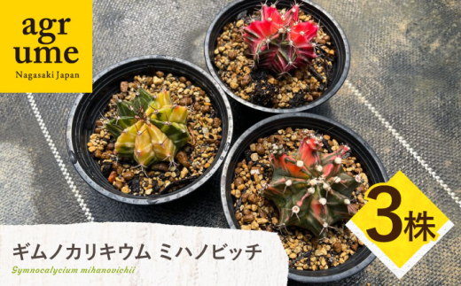 y茧^zMmJLE ~nmrb` 3 Gymnocalycium mihanovichii?^/AO[ [EAI223]