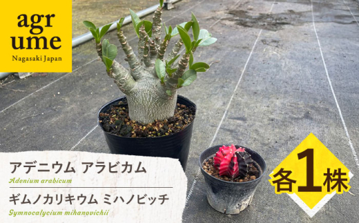 y茧^zMmJLE ~nmrb`  AfjE ArJ e1 Gymnocalycium mihanovichii? & Adenium arabicum?^/AO[ [EAI245]