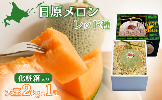 ykCIRzys\zʁuibhjvi 2.0kg×1 kCYjJ[ϔ@YD019