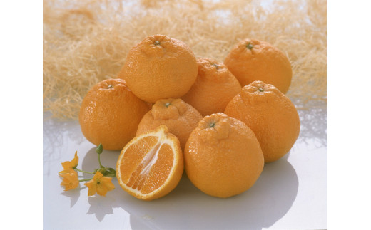 ya̎RLc쒬zy2026N4oׁzY sm 1.5kg 5`7