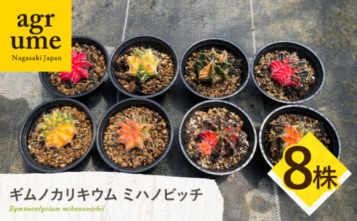 y茧^zMmJLE ~nmrb` 8 Gymnocalycium mihanovichii?^/AO[ [EAI225]