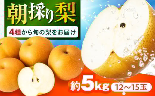 y茧呺szy2026N9`z茧Y ̂{̗ 5kg 12ʁ`15 /  iV Ȃ t[c ʕ / 呺s / Yg [ACZC007]