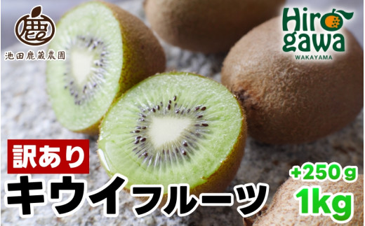 【和歌山県広川町】キウイ 家庭用 1kg+250g(痛み補償分) / キウイフルーツ 訳あり 和歌山  ※2025年11月中旬〜2026年6月下旬に順次発送 ※北海道・沖縄・離島への配送不可【ikd505-c-1A】