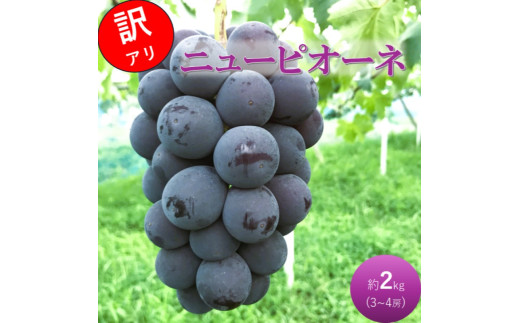 yRsz[5615-0736]2026 t Ԃǂ j[sI[l 3`4[ 2kg RsY ߂ÂԂǂ ϔ  uhE 󂠂