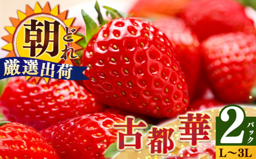 yޗǌQzW[V[  Q̌Ós  L ~ 3L TCY  2 i2pbN1P[Xjv 2pbN 䕉 |s\ t[c ʕ  uh   Ós Ƃ 嗱