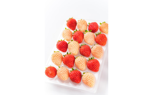 雅乃苺 紅 白 いちご 淡雪 ゆうべにor恋みのり 約230g | フルーツ 果物