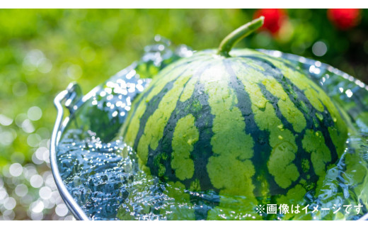 熊本県産 大玉スイカ 1玉 （3L以上・約8kg） 【2025年7月上旬迄発送