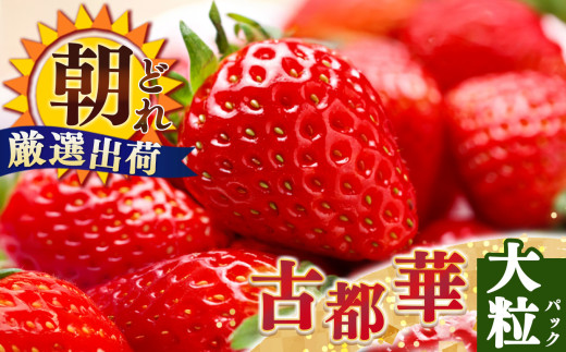 yޗǌQzW[V[  Q  Ós  4L or 5L TCYi1×2pbNj䕉 | s\ t[c ʕ  uh   Ós Ƃ 嗱 Â lC  