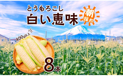 【山梨県富士河口湖町】【2026年先行予約】とうもろこし 白い恵味 ホワイト 400g以上×8本 計3.2kg以上 高糖度 トウモロコシ スイートコーン 玉蜀黍 白 コーン 夏野菜 ジューシー 野菜 おやつ 甘