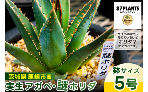 海さん様確認アガベ 大株 鋸歯状の葉 アガベ 海怪 Tony 産