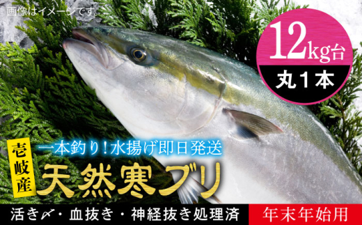 y茧szyNzy12Lz y11/1?1/15͂ NNnpzVR uiۂ j ssty򓇁@Cz[JBS114]  Ԃ Ԃ u  hg Ԃ