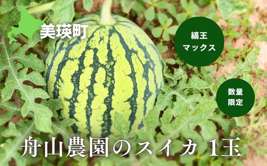 ≪令和8年産予約受付！≫舟山農園 スイカ1玉(縞王マックス) | すいか