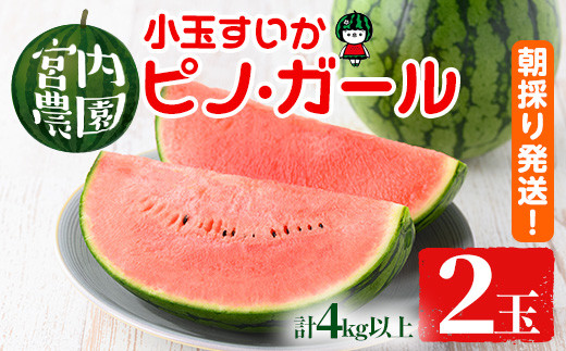 0165005a】小玉すいか・ピノ・ガール(2玉・計4kg以上) 果物 果実