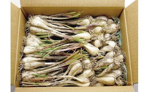 生ラッキョウ ※2025年5月下旬～7月上旬頃に順次発送予定【らっきょう