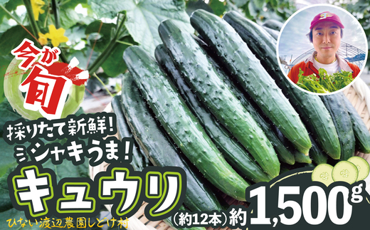 yHcَszLE ̂肽ăVL|I 1,500g@40P3219@/ k Hc   VN _Y _ イ _ƒ 낫イ T_ a