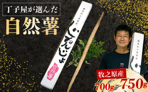 【静岡県牧之原市】【R7年12月上旬からの発送】 丁子屋が選んだ 自然薯 台地のご馳走 700g ~ 750g 新鮮 健康 長寿 とろろ 静岡県 牧之原市 ヤマゴ増田製茶 とろろご飯 ごはん ご飯 山芋 やまいも