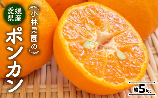 小林果園のポンカン(約5kg)＜C24-18＞_ みかん ミカン 柑橘 ポンカン