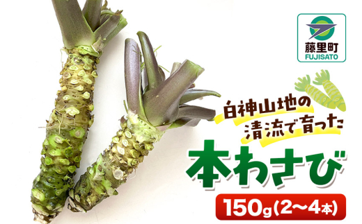 本わさび 150g（2～4本）ワサビ 山葵 世界自然遺産 白神山地 - 秋田県