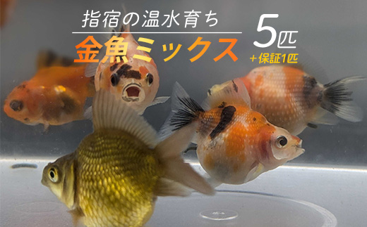 10営業日以内に発送】【温水育ち】金魚ミックス5匹(otofarm/IB148-002