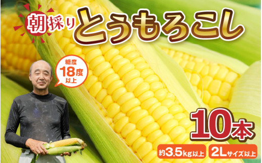 もろこしやの朝取れ とうもろこし 10本 (1本：2Lサイズ以上 370g