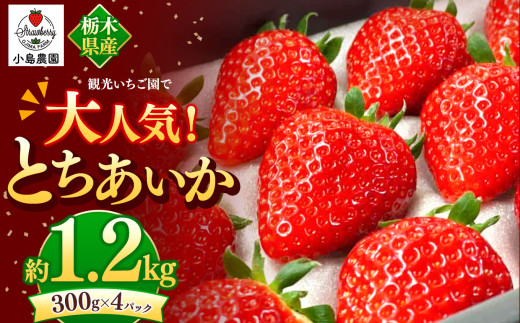 yȖ،^szό_őlCIƂb1200g  _炩 ʓ 嗱 W[V[ ʏ`   Yi Xgx[ strawberry XC[c  J p v[g 
