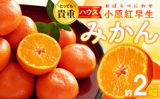 とっても貴重 ハウス小原紅早生みかん 約2kg【2025年6月中旬～2025年8