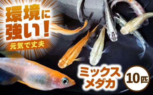 �ԗ�i�摜