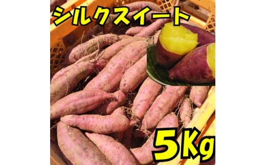 y錧݂sz܂(VNXC[g5kg)y1597491z