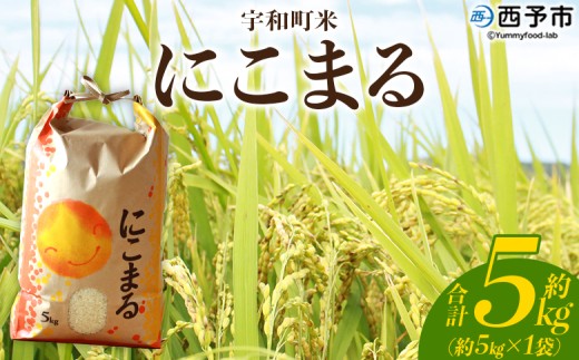 yQ\szVāߘa7NY \sFaY ɂ܂ 5kg  R   Pꌴ  ӈ 嗱   CX  jR} Yi QY \sY FaY OD