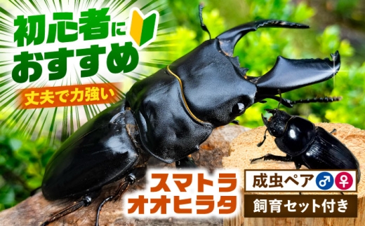 【スマトラヒラタクワガタ♂️97㎜♀49㎜ペア】 先行予約】 スマトラオオヒラタクワガタ成虫ペア（オスサイズ70mm