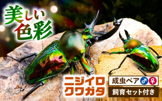 先行予約】 ニジイロクワガタ成虫ペア（オスサイズ45mm〜60mm）飼育