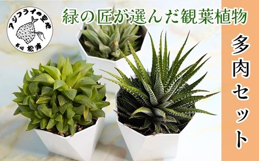 緑の匠が選んだ観葉植物 素敵な空間づくりに 多肉植物3種( 観葉植物