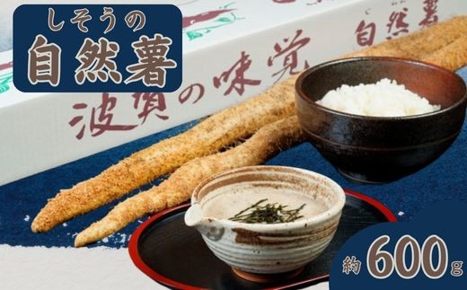 K7【令和7年産 先行受付】しそう の 自然薯（ 期間限定 数量限定