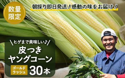 数量限定】 【2026年4月先行予約】ヒゲまで美味しい！「皮つき ヤング