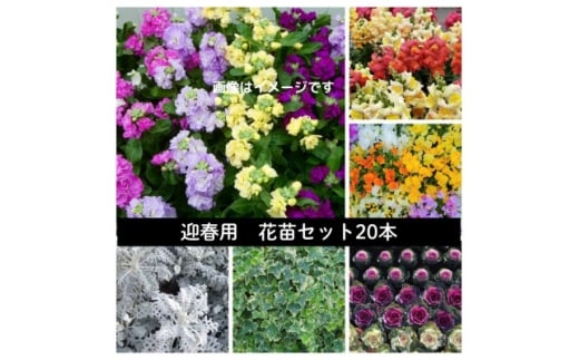 【岡山県美作市】迎春用 花苗セット20ポット【1625220】