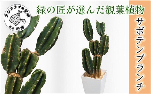 緑の匠が選んだ観葉植物 素敵な空間づくりに サボテンブランチ(観葉