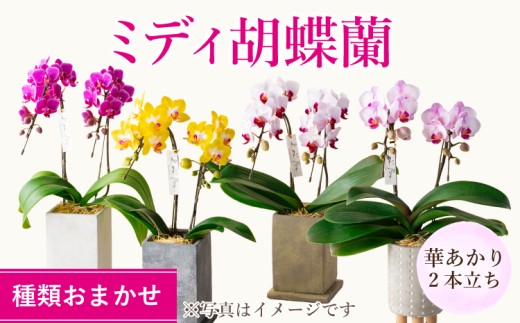 胡蝶蘭 熊本県産 ミディ胡蝶蘭 2本立ち 蘭 ラン 洋蘭 ミディサイズ