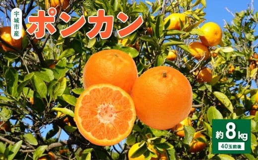 ふるさと納税 すさみ町 [濃厚・春みかん]有田産ポンカン約5kg(サイズおまかせ)(すさみ町)