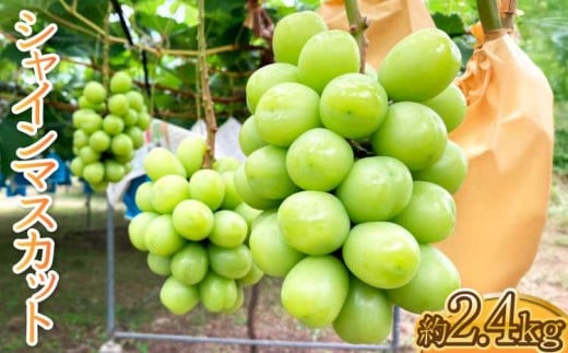 先行予約 シャインマスカット 約2.4kg（1房約300g×8パック）【清水果樹