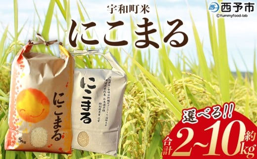 yQ\szVāߘa7NY \sFaY ɂ܂ 2kg/5kg/10kg  R   Pꌴ  ӈ 嗱   CX  jR} Yi QY \sY Fa