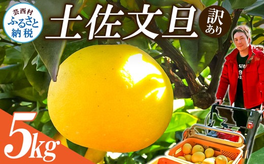 高知県産土佐文旦 5キロ、即購入OK 2027年予約 【土佐文旦訳あり5kg】 濃厚でジューシー！潮風を浴びた